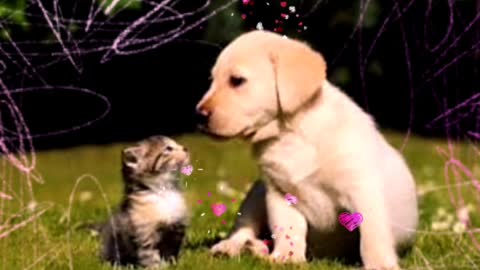 Dogs funny videos cats