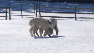 Dances with Alpacas