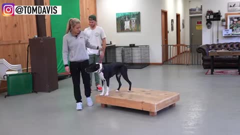 Learn basic dog training