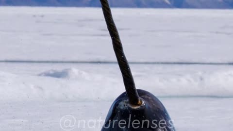 Narwhals (Leelu)