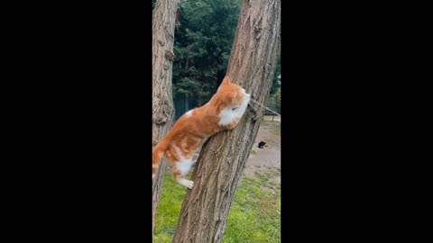 cat playing on a three trunk