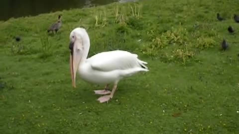Pelican eats pigeon