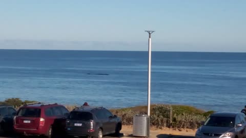 Whale at Bunbury back beach in southern Western Australia