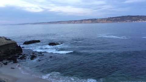 Sea Lions at Point La Jolla