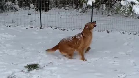 Dog grabs branches and make snow fall on her