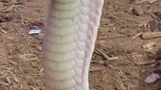 Lilith the White King Cobra looking FIERCE!