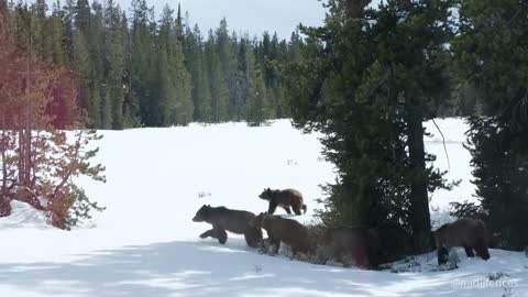 Here she is! First Sighting of Grizzly Bear 399 and Her 4 Cubs Emerging From Hibernation 2022