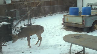 Deer in backyard