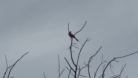 Male Cardinal serenading gas station customers