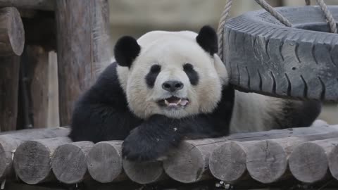 The panda report