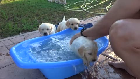 Labrador _ Golden retriever puppy first bath