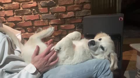 Ticklish Puppy Paddles as Dad Give It Belly Rubs