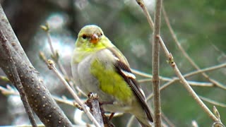 Yellow Finch