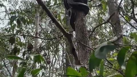 Python Climbs Tree