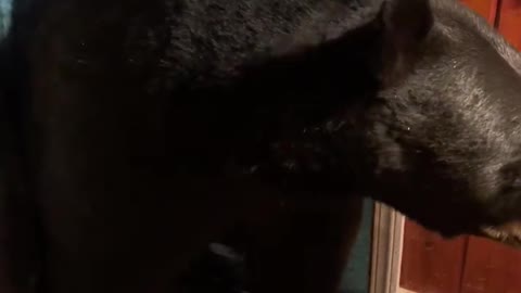 New Jersey Bear Closes the Front Door || ViralHog