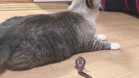 Surprised cat with snake