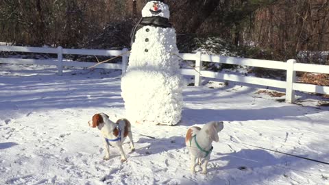 Dogs vs Scary Snowman Prank_ Funny Dogs Maymo, Potpie, & Puppy Indie vs Scary Sn