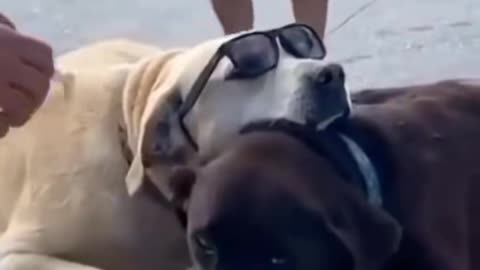 Make the Dogs look cool. Follow me for more videos