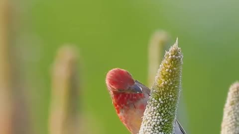 Very good looking Rose Finch 🐦💝😍😯