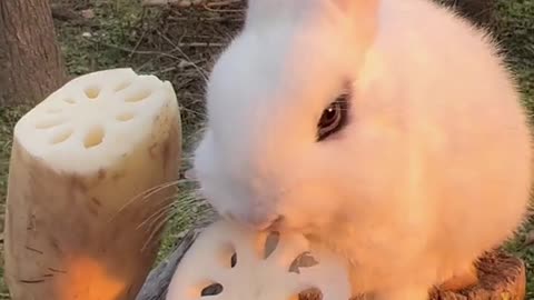 bunny eating hole cookie