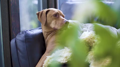 Brown Dog Relaxing on a Sofa