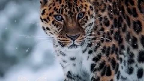 The leopard