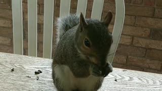 Western gray squirrel of North Carolina.