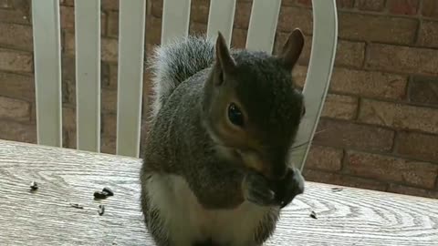 Western gray squirrel of North Carolina.