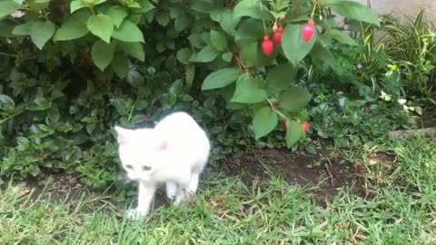 🐈 Cat play with fruit tree । Funny cat chase with fruit