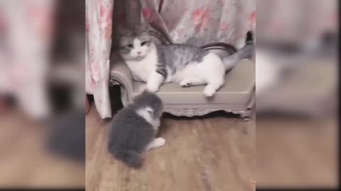 Baby Cats - Cute and Funny Cat Videos