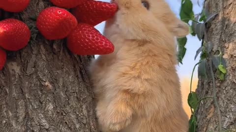 Its tempting to listen to bunny eating strawberries