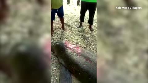 Rare dugong rescued by Thai villagers