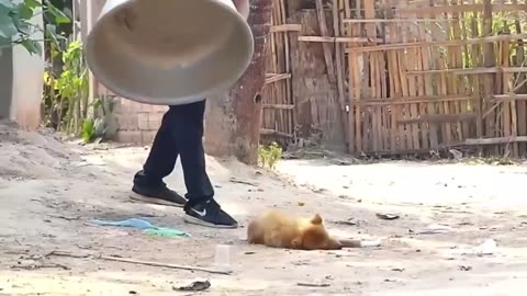 prank dog funny fake lion viral videos dog&lion fake lion