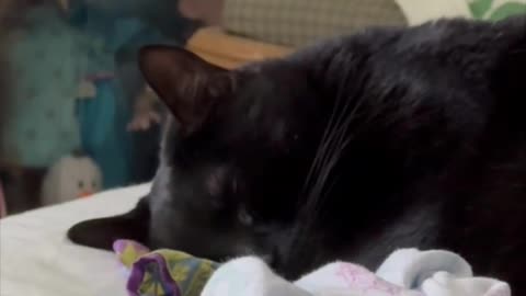Adopting a Cat from a Shelter Vlog - Cute Precious Piper Being Interrupted During Her Nap #shorts