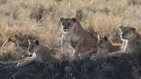 Lion pride in Serengeti