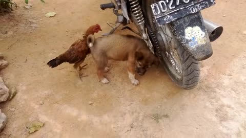 AYAM REMAJA MELAWAN ANAK ANJING