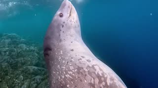 Leopard Seal Bears Teeth At Divers