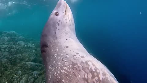 Leopard Seal Bears Teeth At Divers