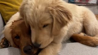 Golden Retriever Siblings are Best Friends