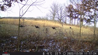 Turkeys December 22