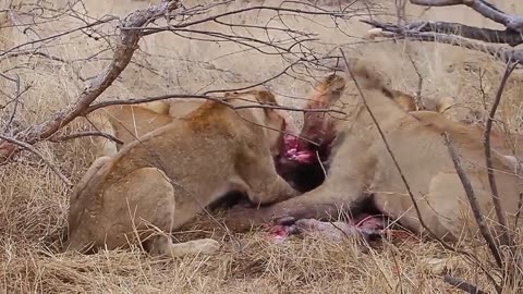 Savannah Showdown: Lions Feast on a Screaming Warthog 🦁🐗👀