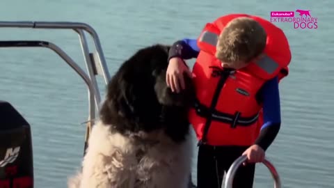 Dog rescue videos Whizz Extraordinary Moments