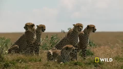 Cheetahs take down a wildbeets