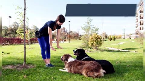 Dog training , dog, how to dog training,