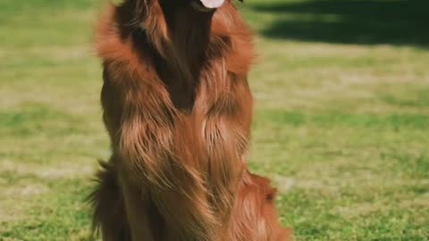 Best beautyful dogs hair and cool moments