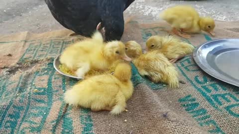 Cute little chicks 🌟💕 (1)