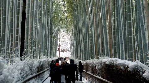 Snow at Kyoto