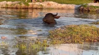 Water Buffalo taking a bath