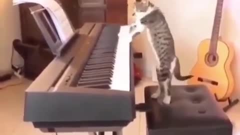 ShockingPopular Funny Cat Play Piano Like A Pro #shorts