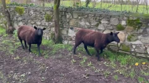 A ram sold today, so jet black hoggets join the orchard flock.